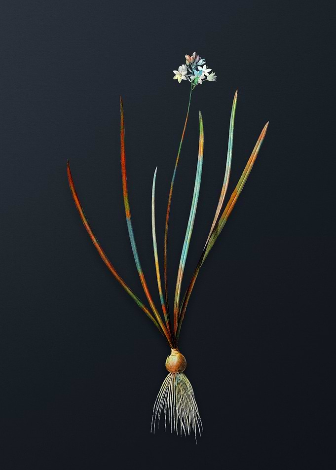 Vintage Spring Squill