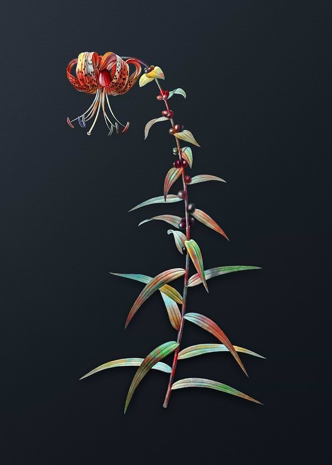 Vintage Tiger Lily Flower