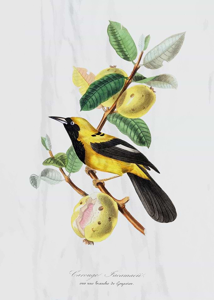 Jacamar bird