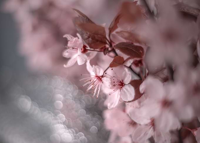 Pink Cherry blossom, macro