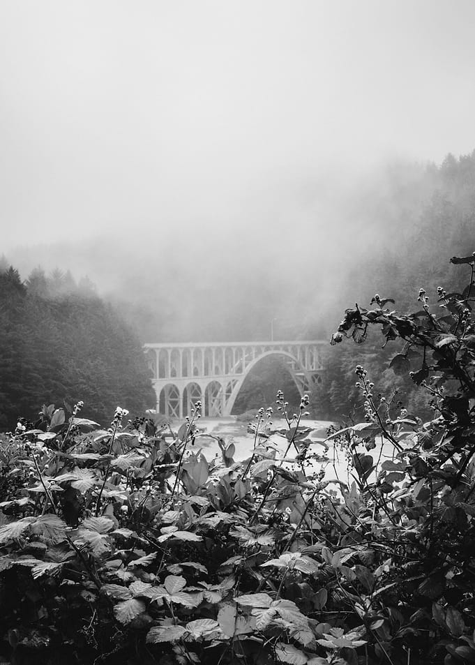 Oregon Coast Foggy Forests