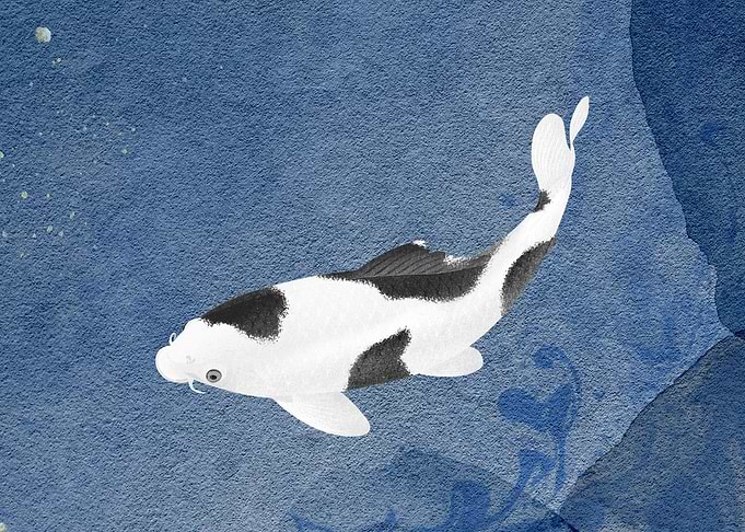 Koi black and white