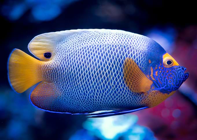 Tropical Fish