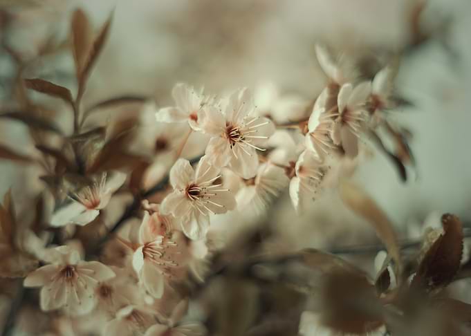 Pastel cherry blossom