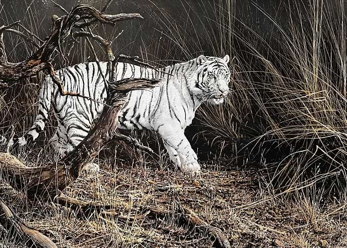 White Tiger