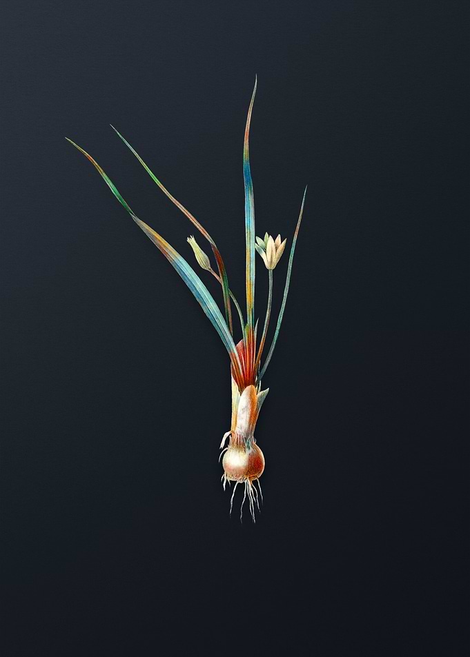 Vintage Weevil wort Flower