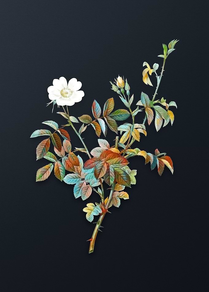 Vintage White Downy Rose