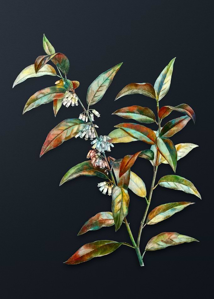 Andromedacuminata Bloom