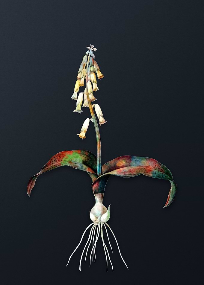 Vintage Watsonia Flower