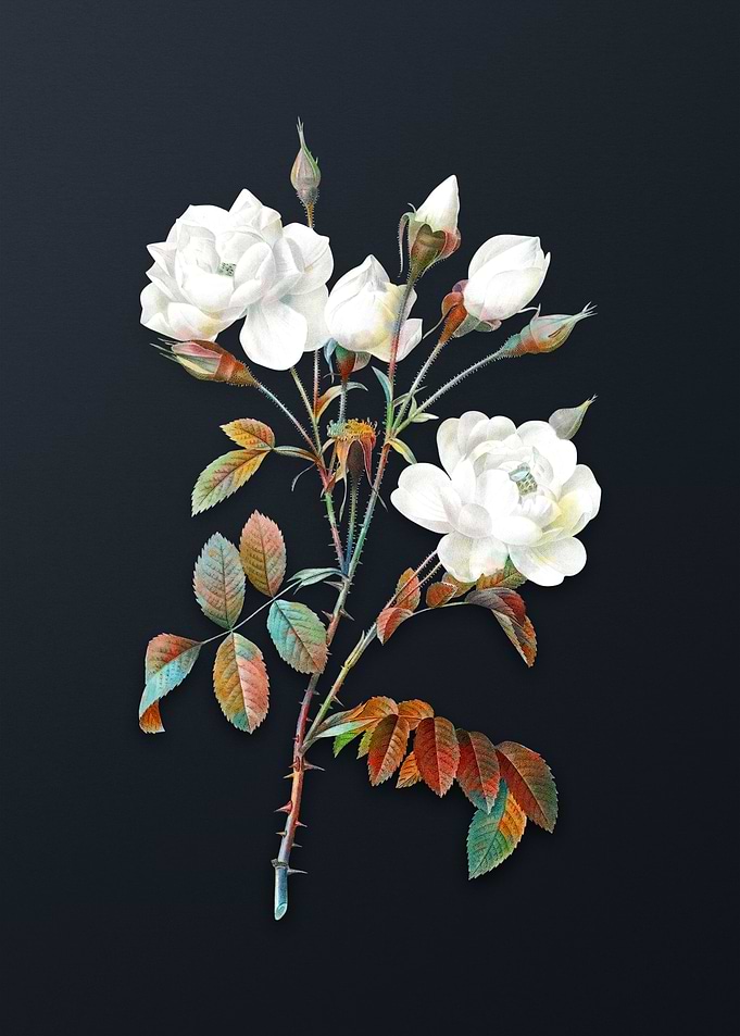 Vintage White Rose Flower