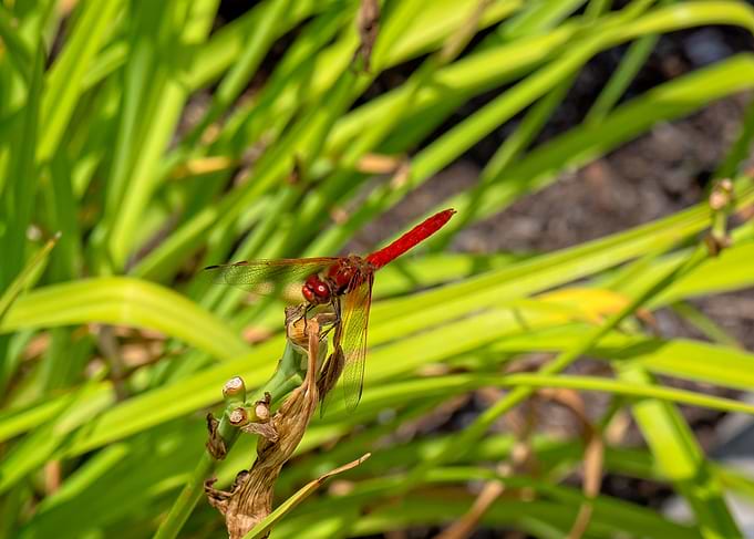 The Red Hunter