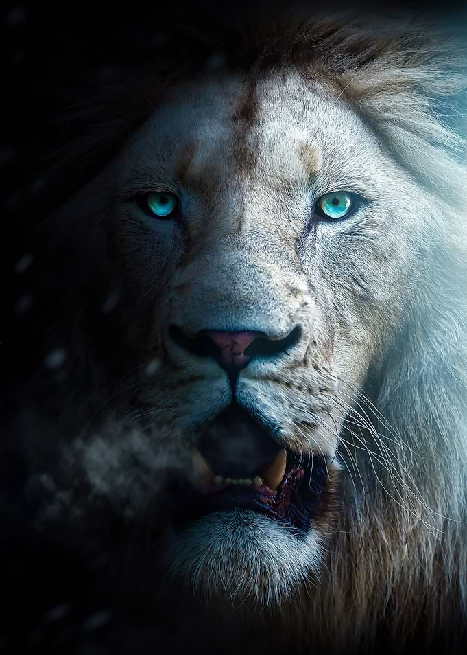 white lion face poster