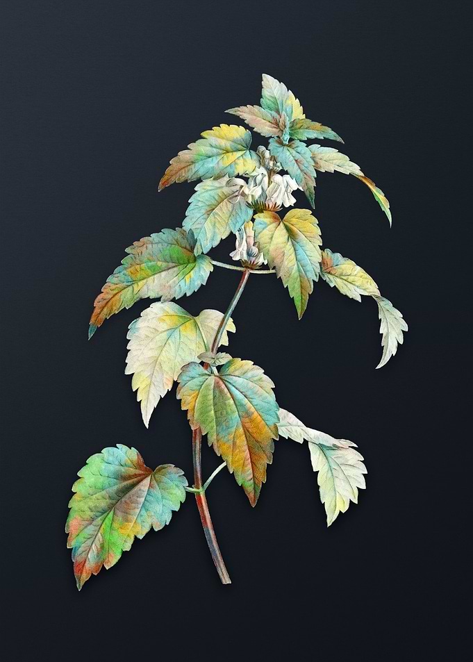 White Dead Nettle Plant
