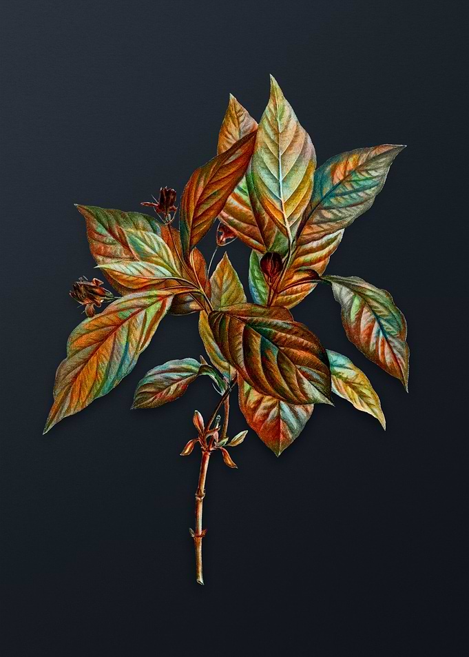 Alpine Honeysuckle Plant