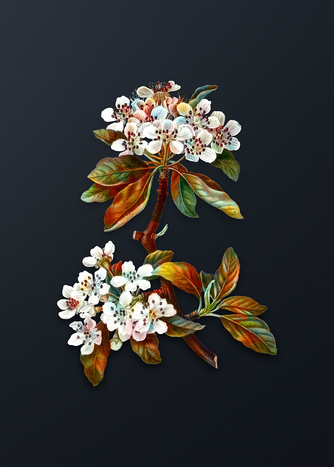 Vintage Almond Leaved Pear