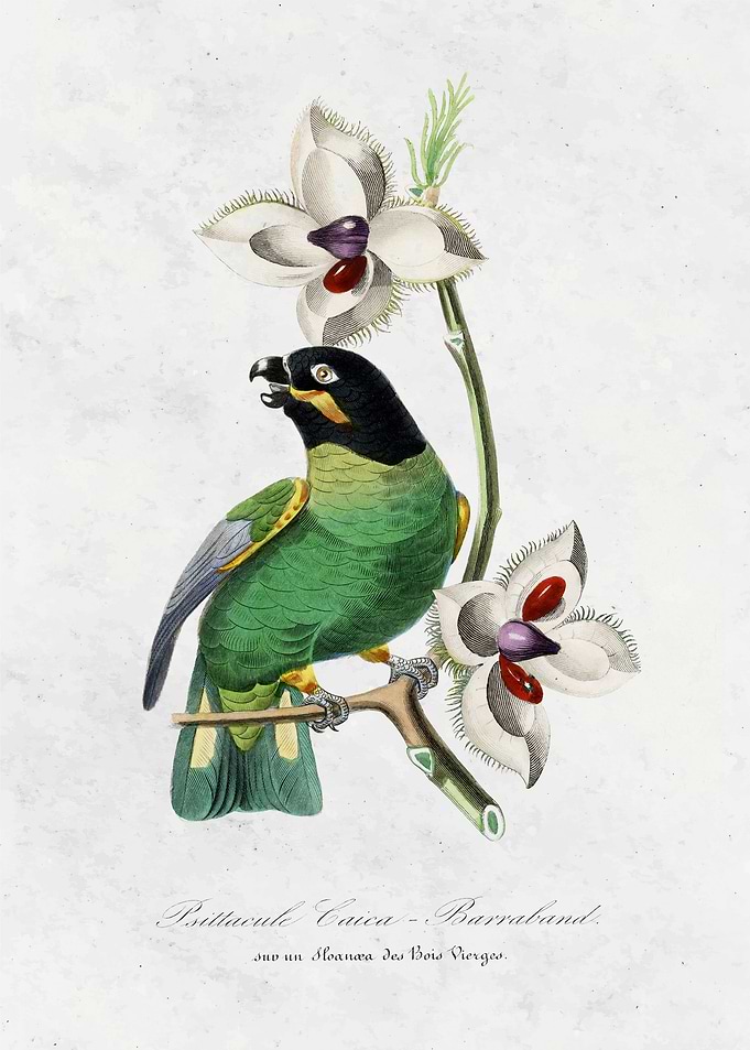 Parakeet bird