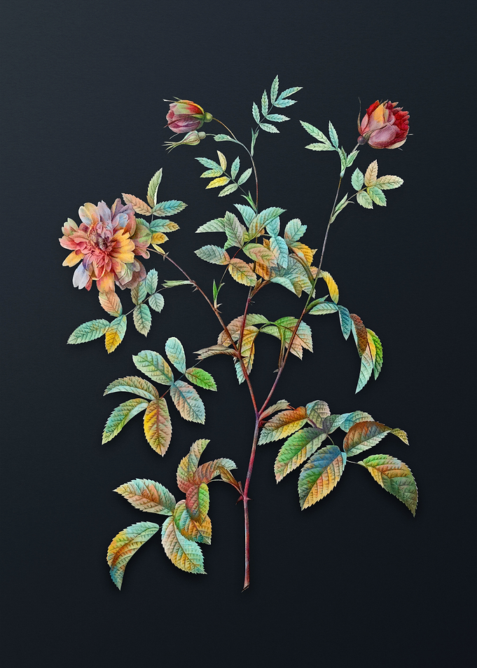 Vintage Cinnamon Rose