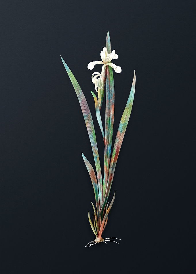Vintage Yellow Banded Iris