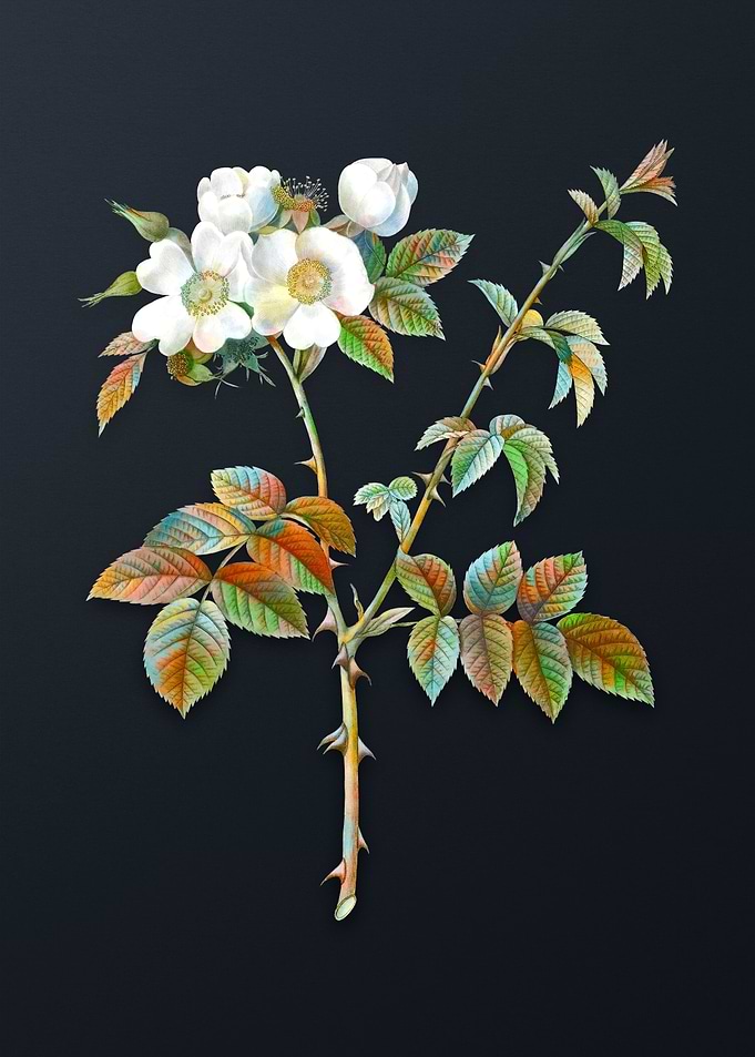 White Flowered Rose Flower