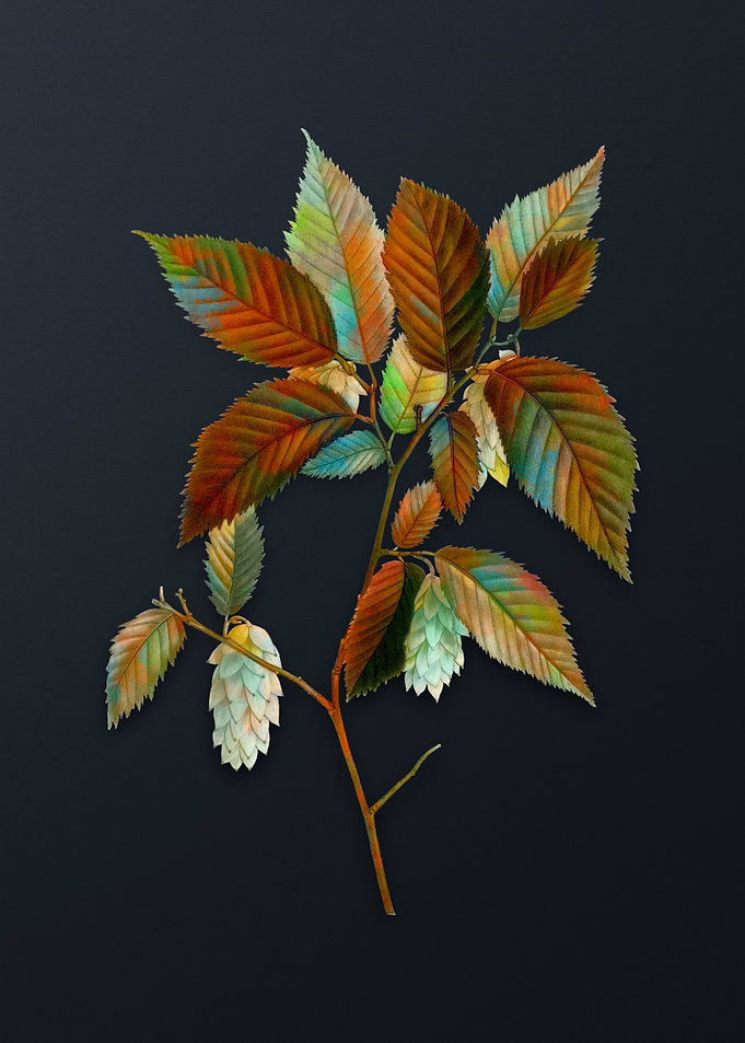 American Hophornbeam