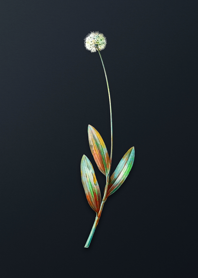 Vintage Victory Onion