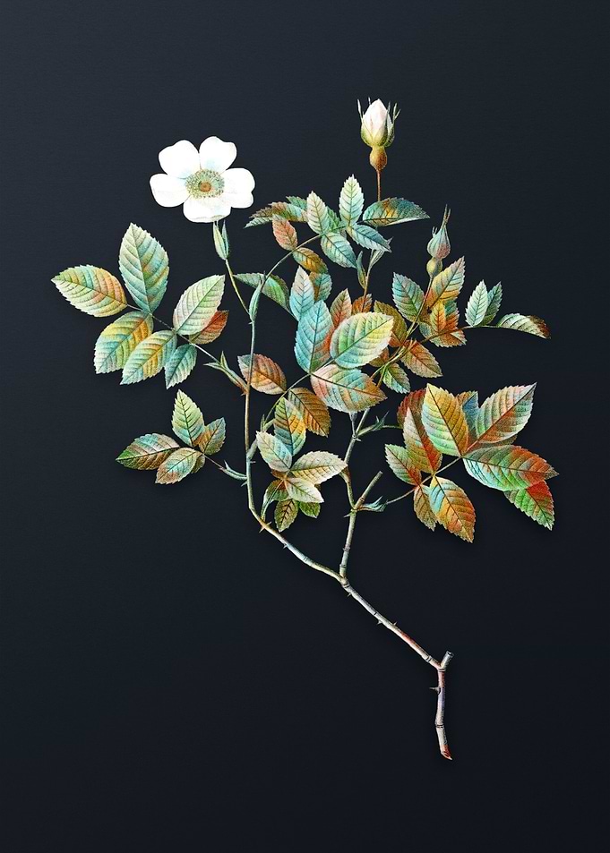 Vintage Rosebush Flower