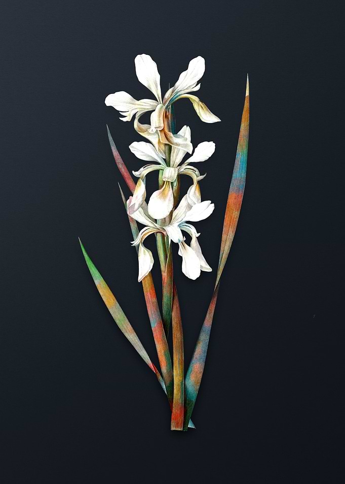 Vintage Yellow Banded Iris