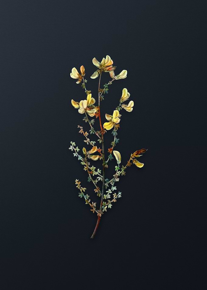 Vintage Adenocarpus Flower