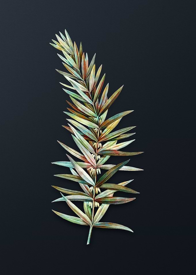 Whorled Solomons Seal