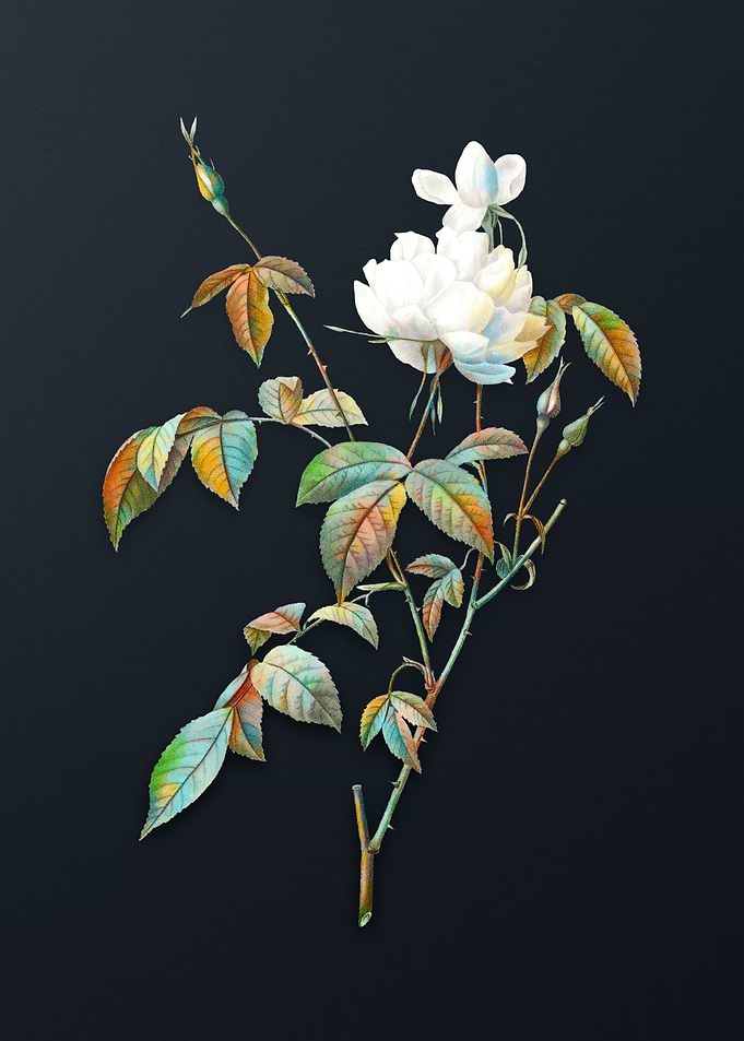 Vintage White Bengal Rose