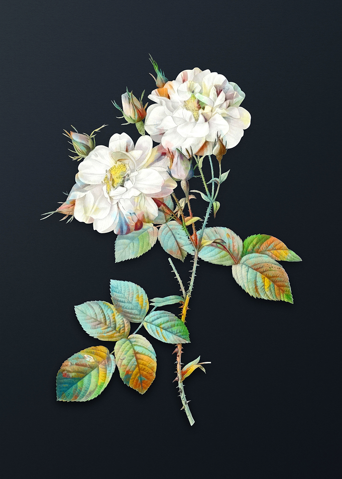 Vintage White Damask Rose