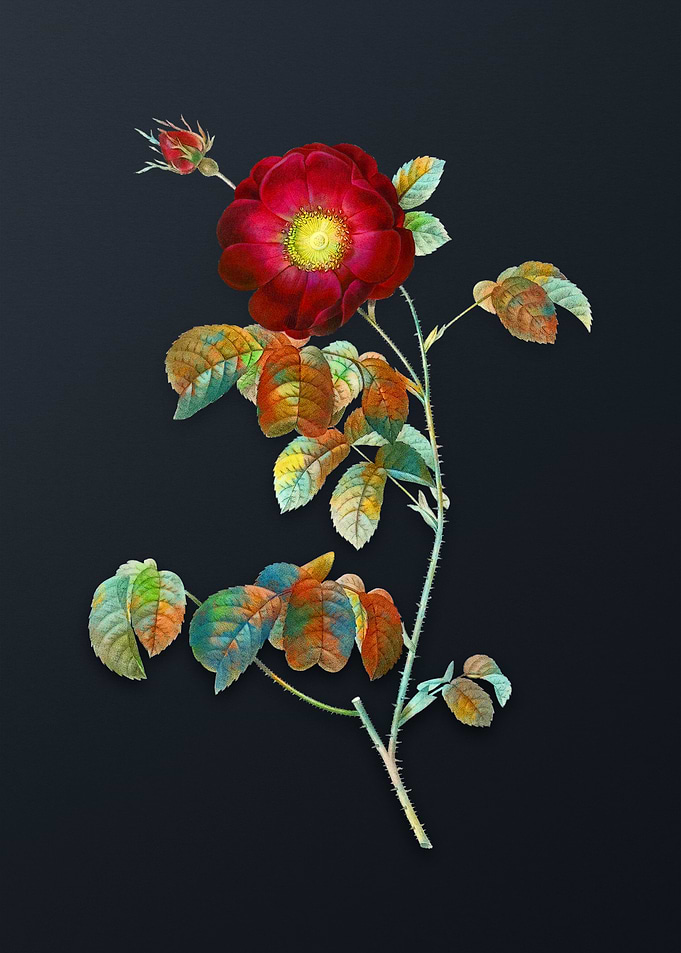 Vintage Rose Flower