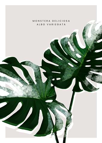Monstera deliciosa Albo