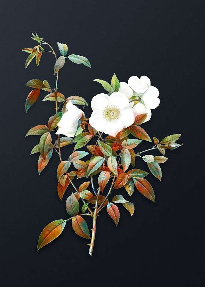 Vintage White Rose of Snow
