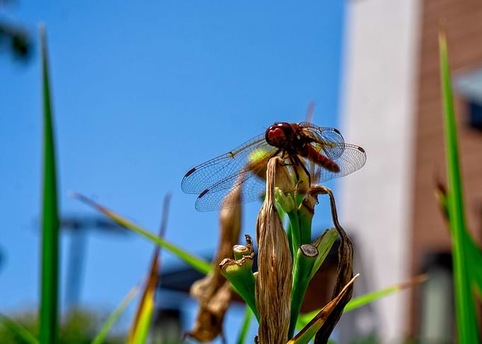 Red Dragonfly