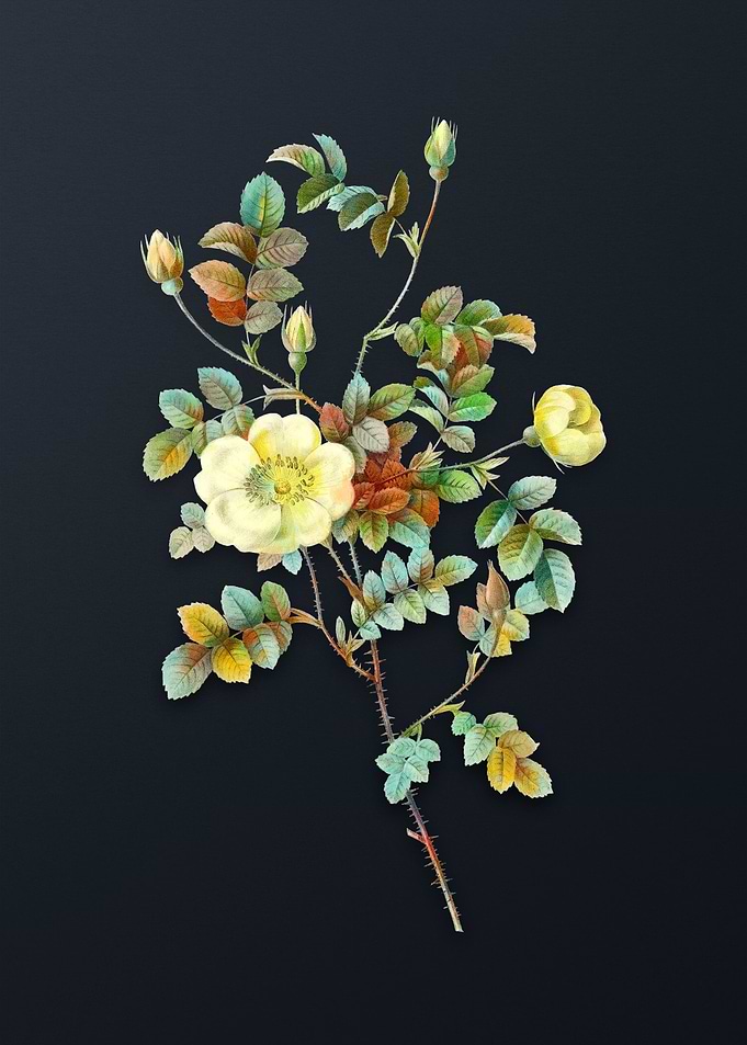 Yellow Sweetbriar Rose