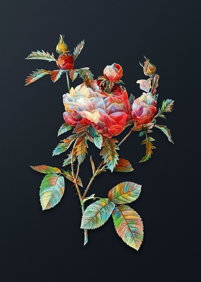 Vintage Cabbage Rose