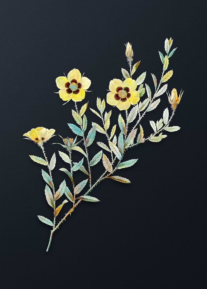 Vintage Rosa Persica