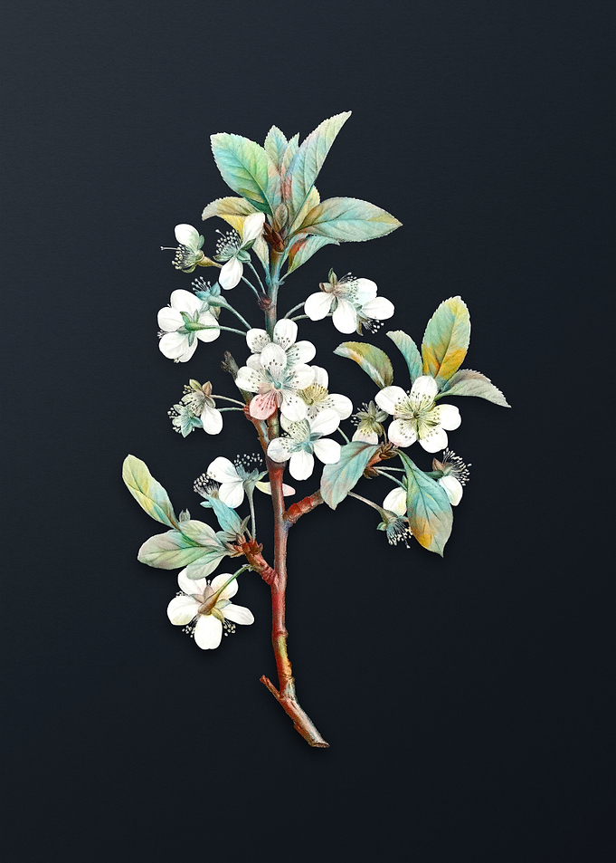 Vintage White Plum Flower