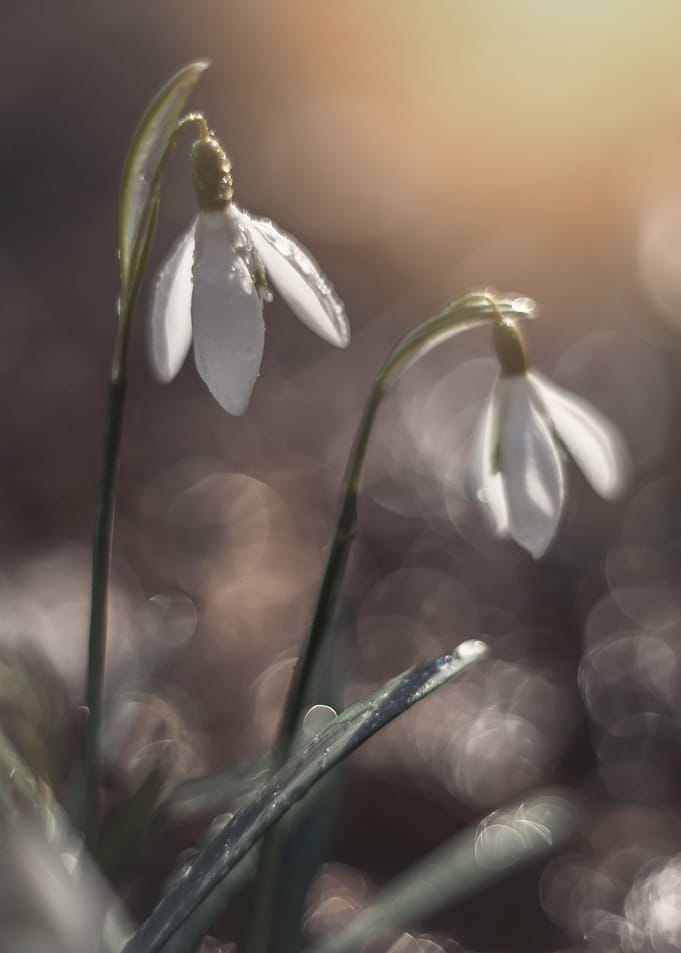 White snowdrops flowers