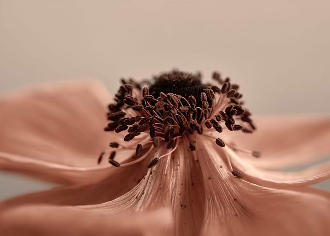 Inside anemone, macro