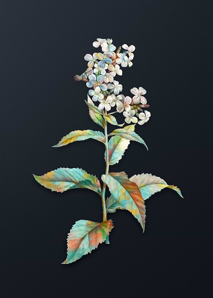 White Gillyflower Bloom