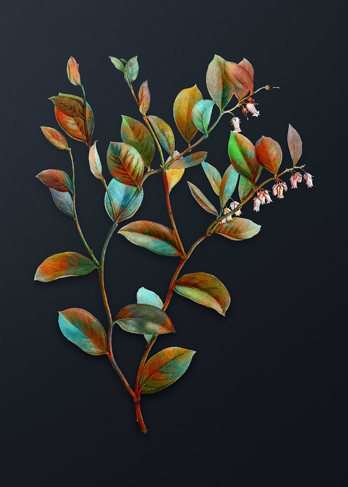 Andromedaxillaris Bloom