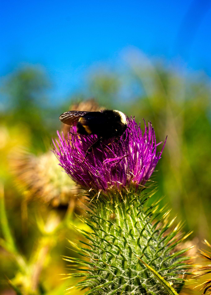 A hungry bee