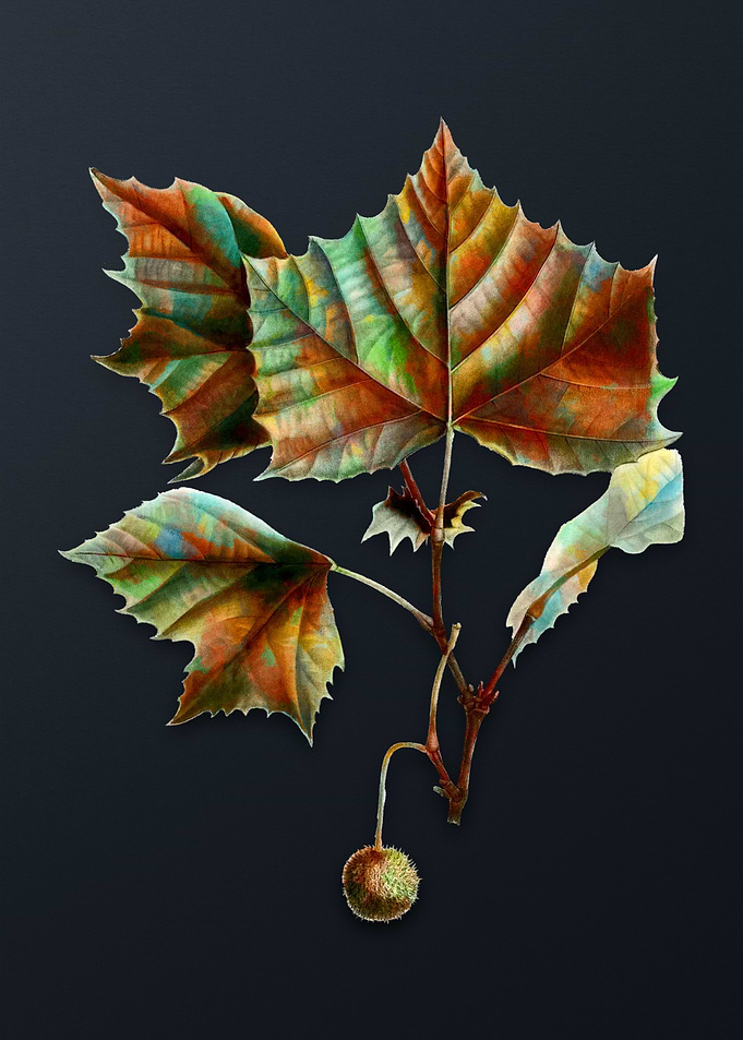 Vintage American Sycamore