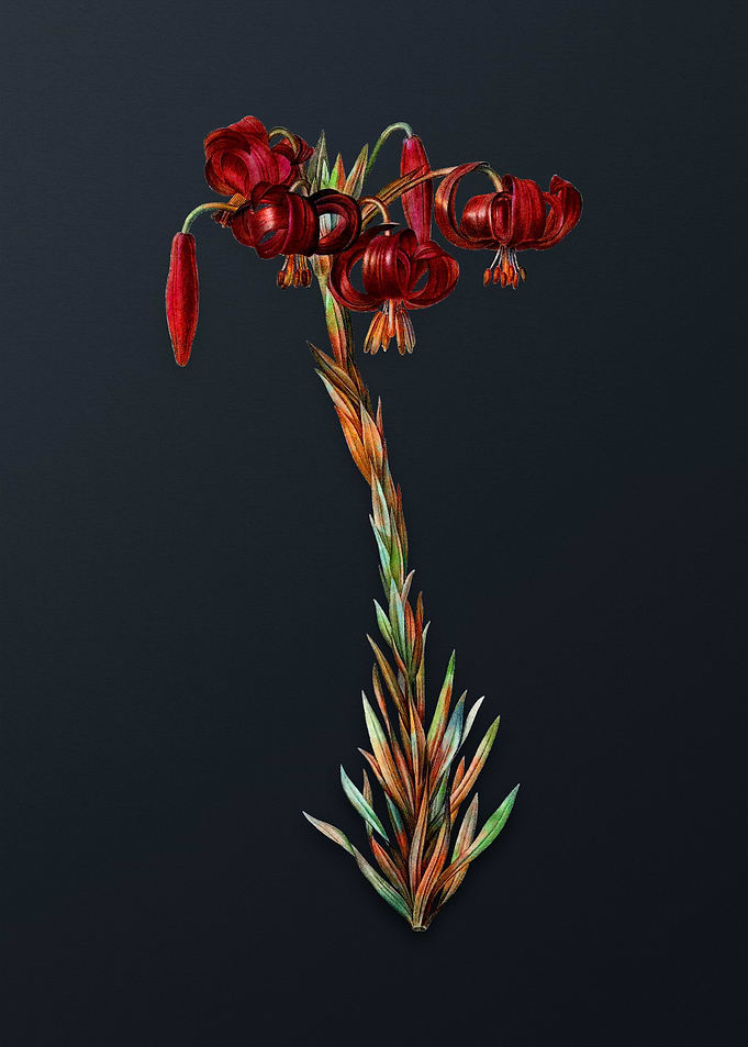 Vintage Lily Flower