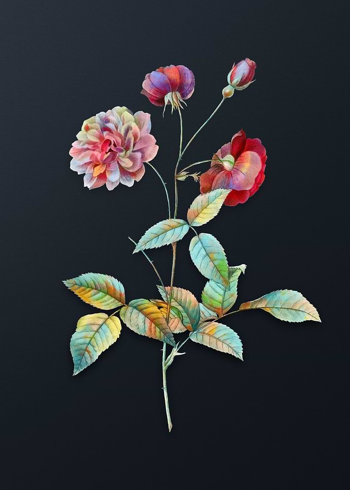Vintage China Rose Flower