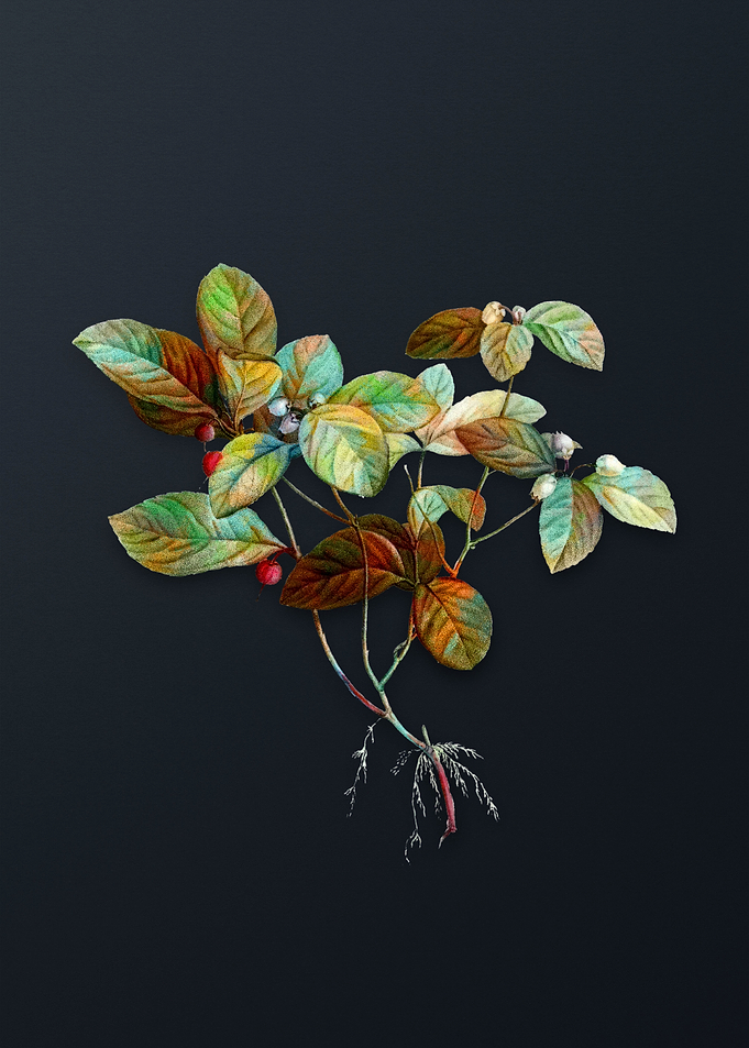 American Wintergreen Plant