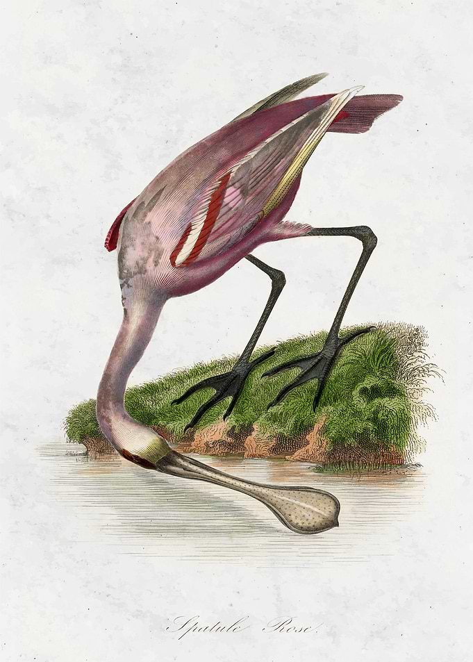 Roseate spoonbill