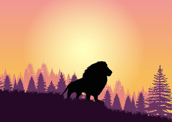 Lion Cute Animal